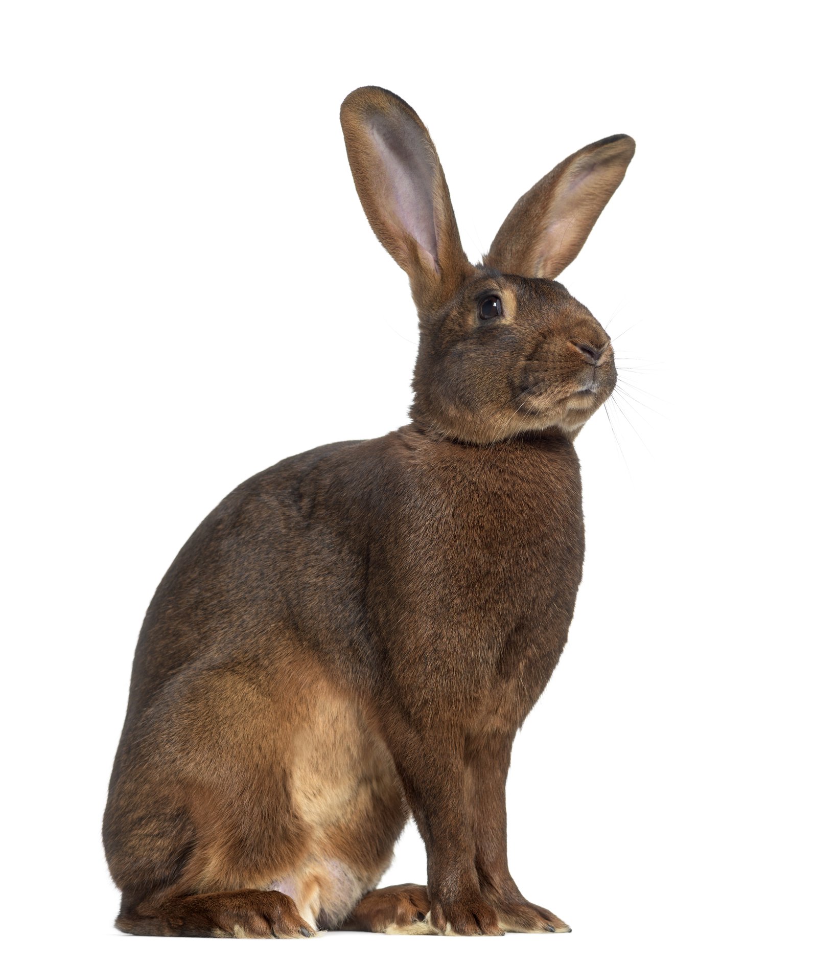 A Belgian Hare rabbit A Belgian Hare rabbit