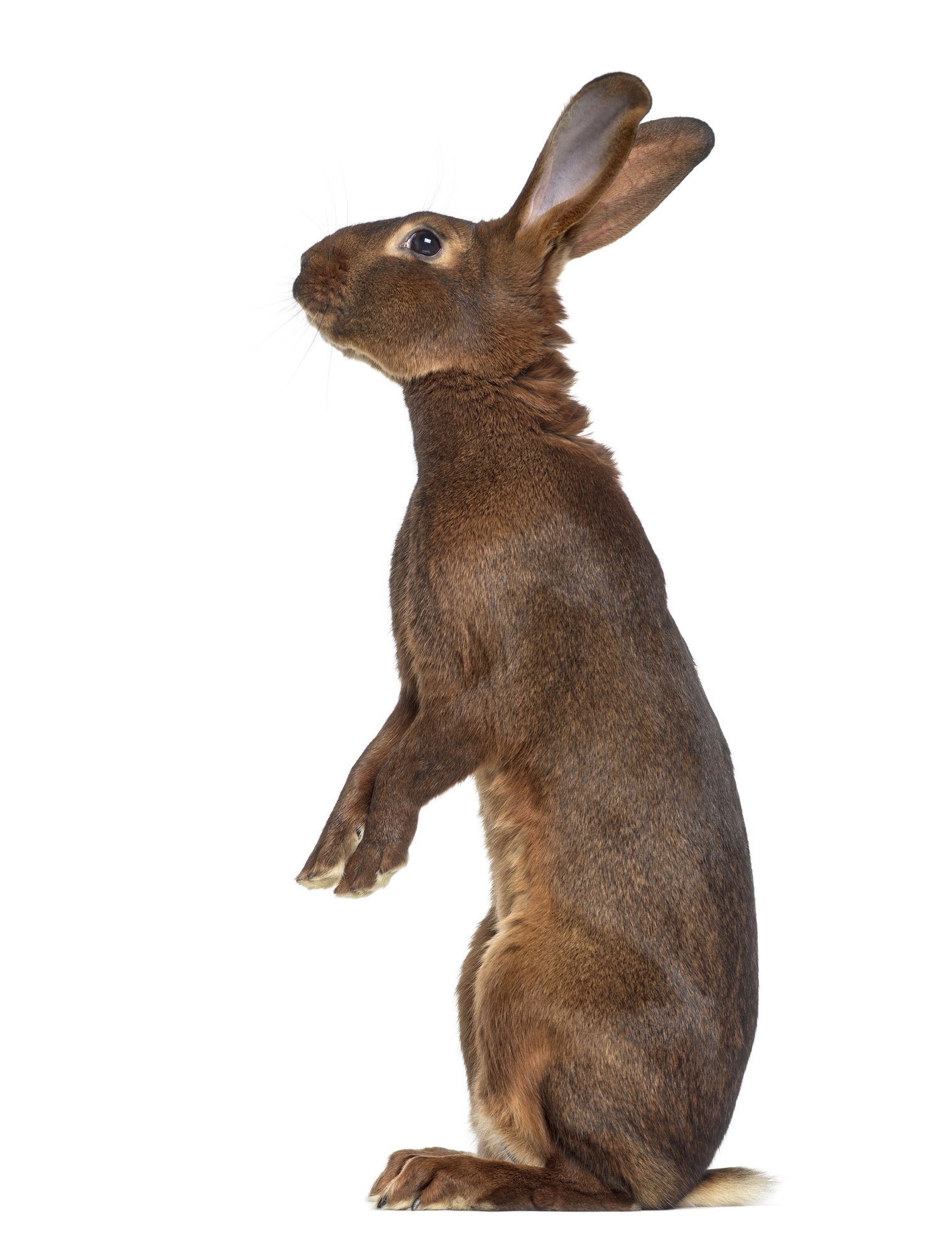 A bunny standing on its feet A bunny standing on its feet