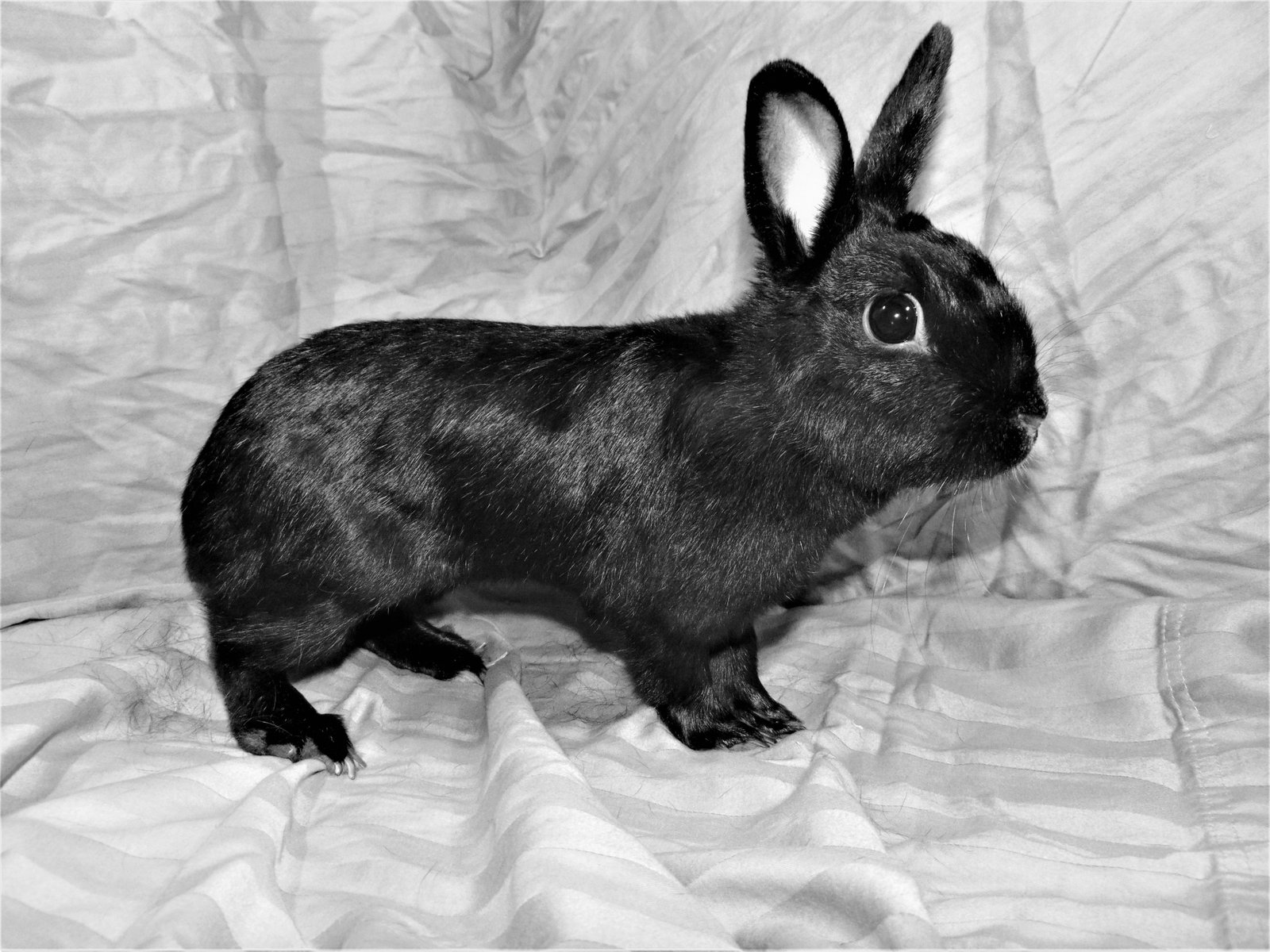 Havana rabbit breed