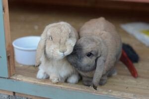 bunny nudges other bunny, too