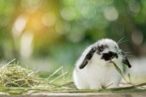 lop rabbit
