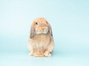 Holland Lop- calm rabbit breeds
