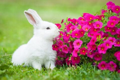 15 Flowers that Rabbits Like to Eat - The Rabbit Hop