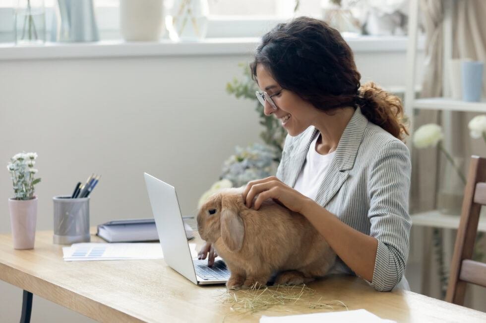 Indoor Rabbits and How to House Them - The Rabbit Hop