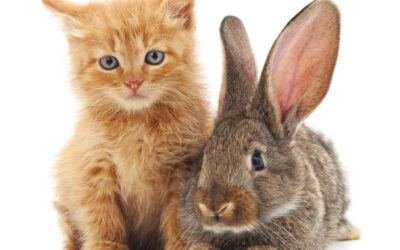 Cats vs. Rabbits: Which are Better?