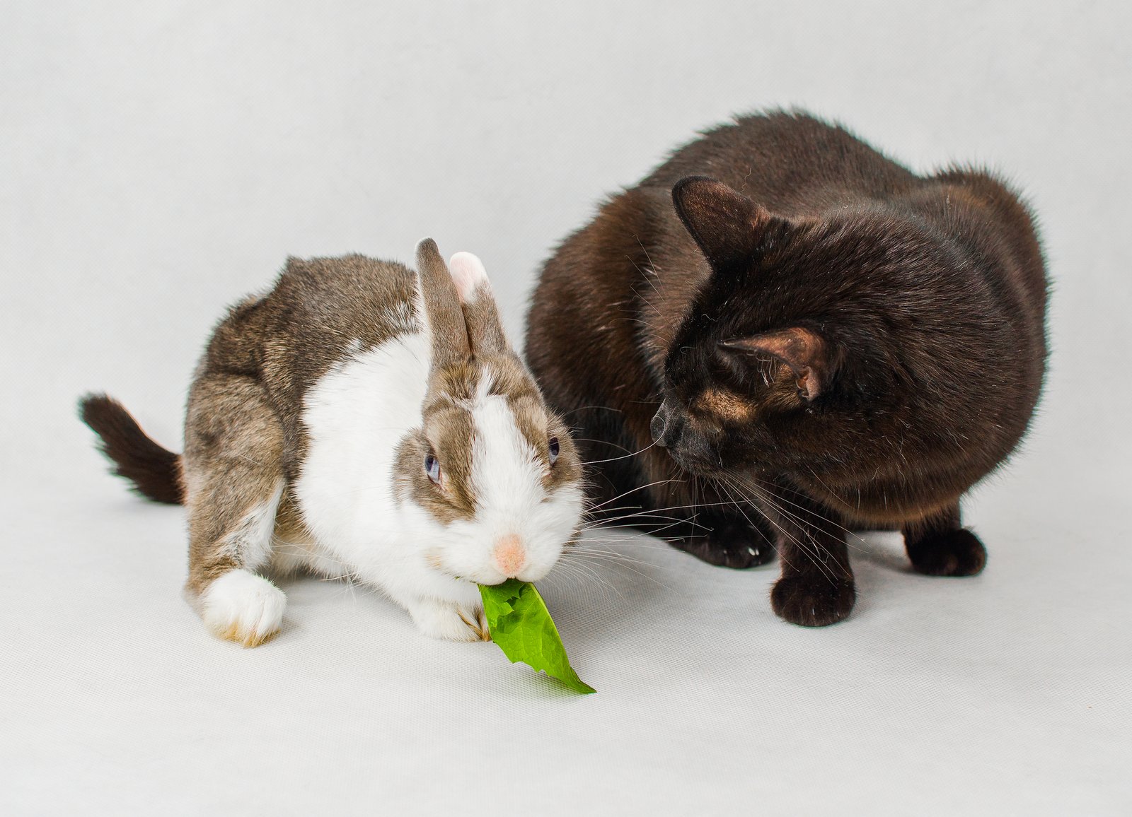 Dwarf rabbit eating green leaf with black cat cats vs. rabbits