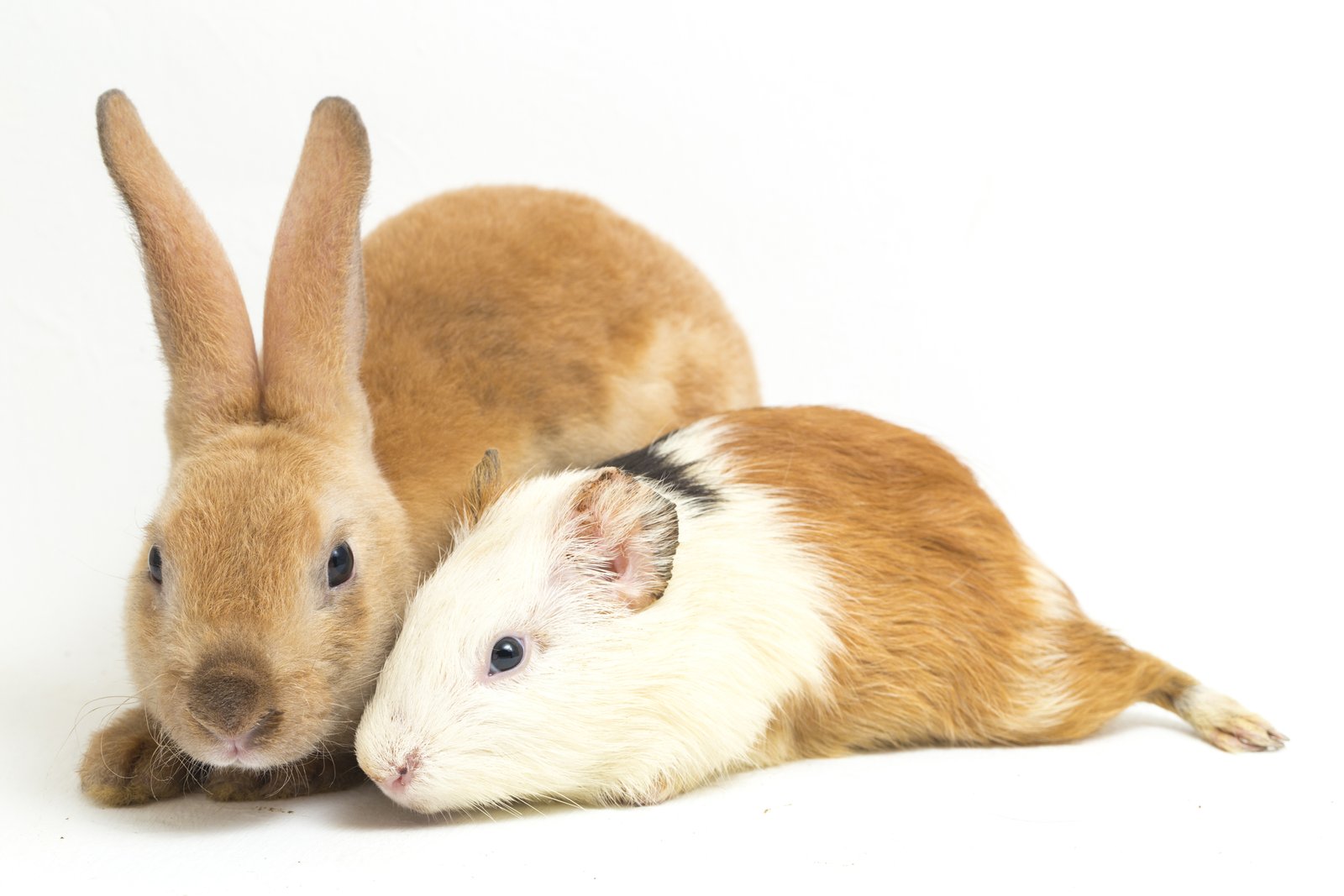 a rabbit and a guinea pig a rabbit and a guinea pig