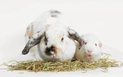Guinea pig vs. rabbit