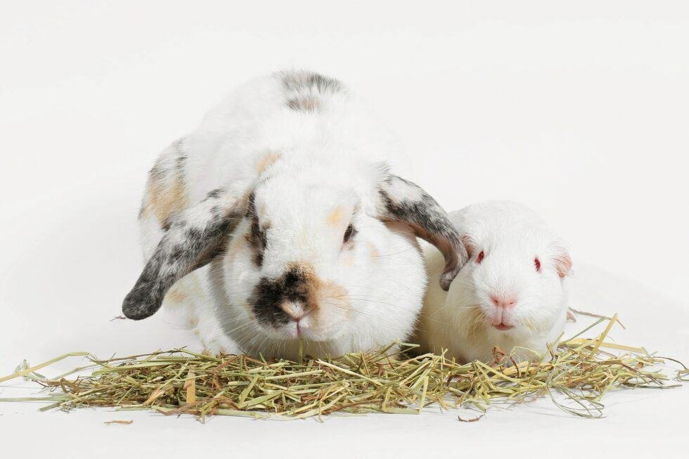 Guinea Pig vs. Rabbit Which is Better? The Rabbit Hop