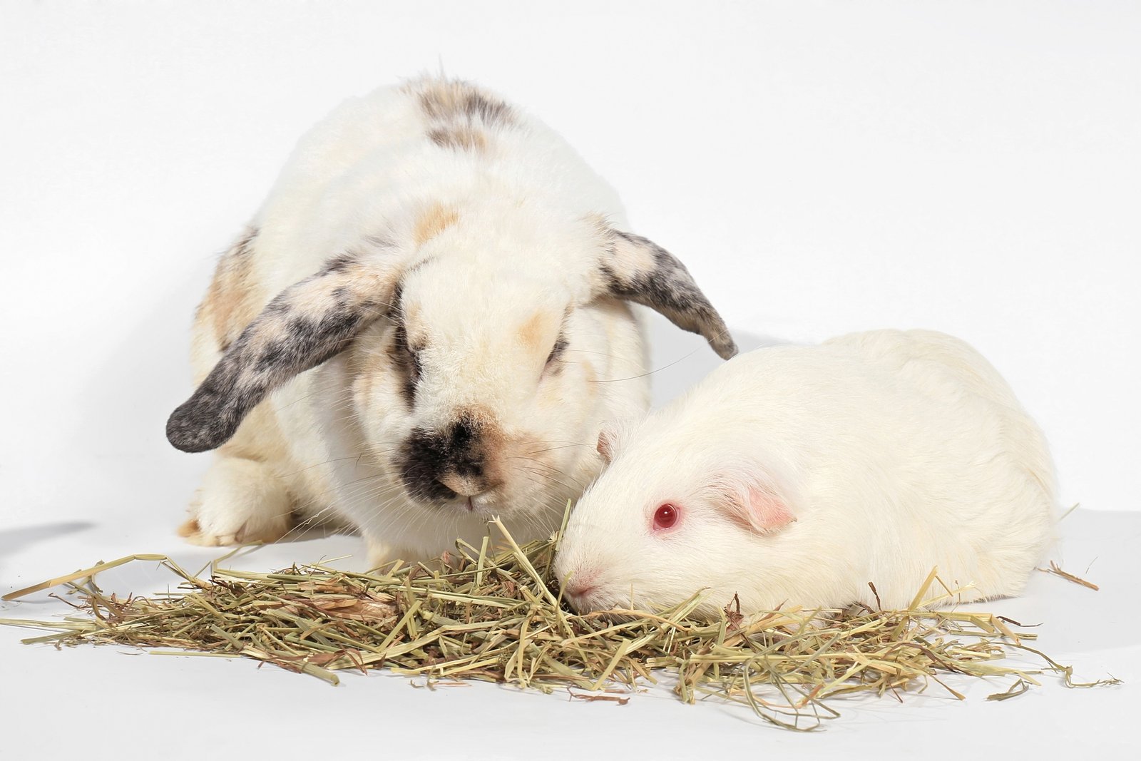 guinea pig vs. rabbit