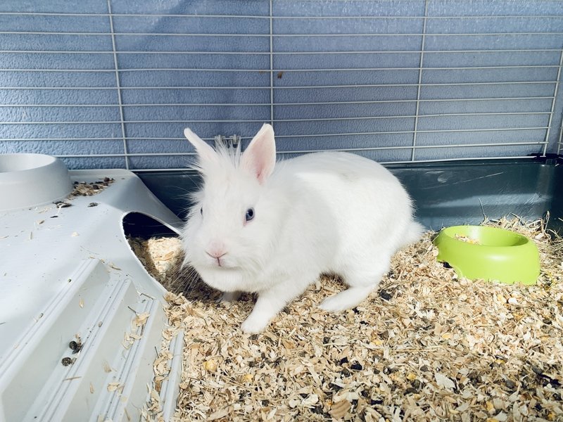 Rabbit Hutch for Indoors