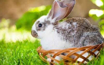 Indoor Rabbit Cage