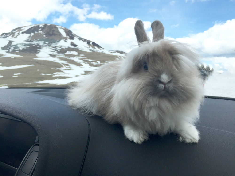 groom angora rabbits