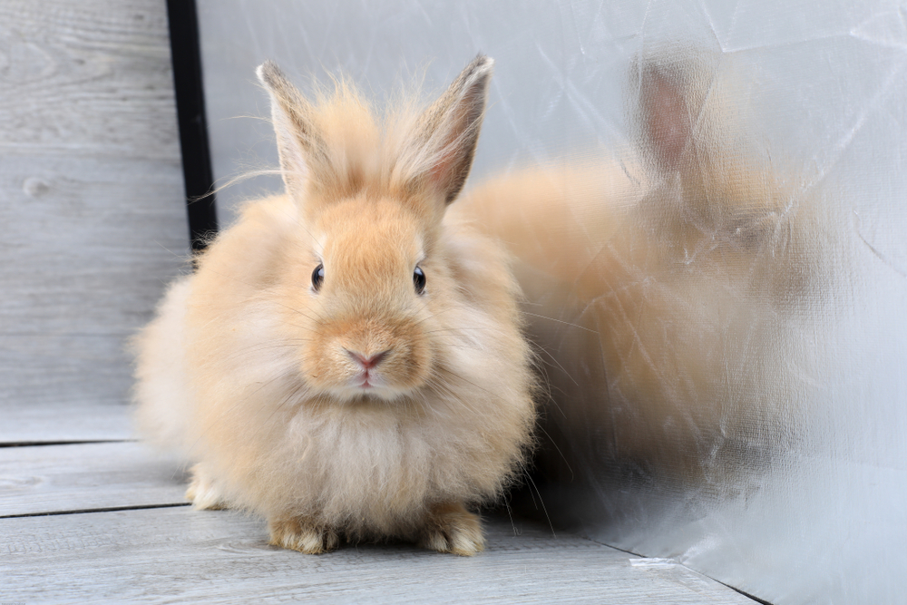 groom angora rabbits