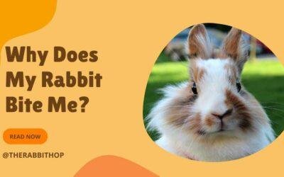 Why Does My Rabbit Bite Me?