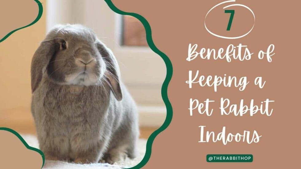 7 Benefits of Keeping a Pet Rabbit Indoors - The Rabbit Hop