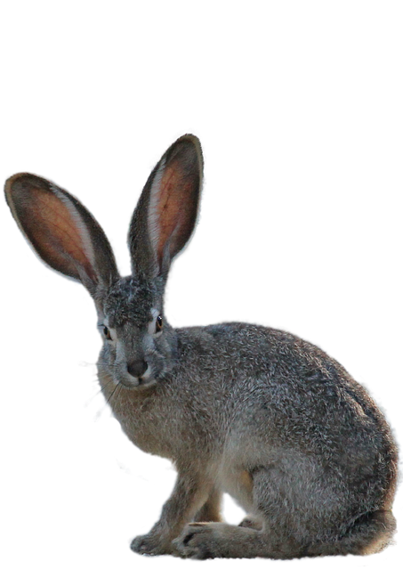 rabbit sounds rabbit sounds