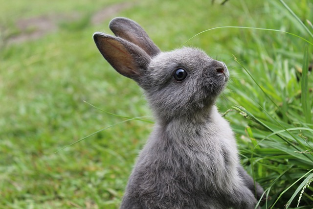 rabbit sounds rabbit sounds