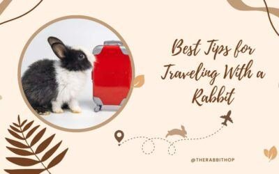 Best Tips for Traveling With a Rabbit