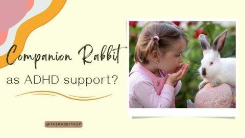 Title-Companion Rabbit as ADHD support