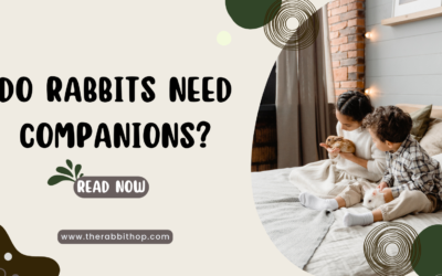 Do Rabbits Need Companions? Best Friends