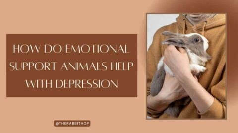 Title-How Do Emotional Support Animals Help With Depression