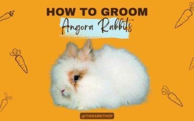 How to Groom Angora Rabbits