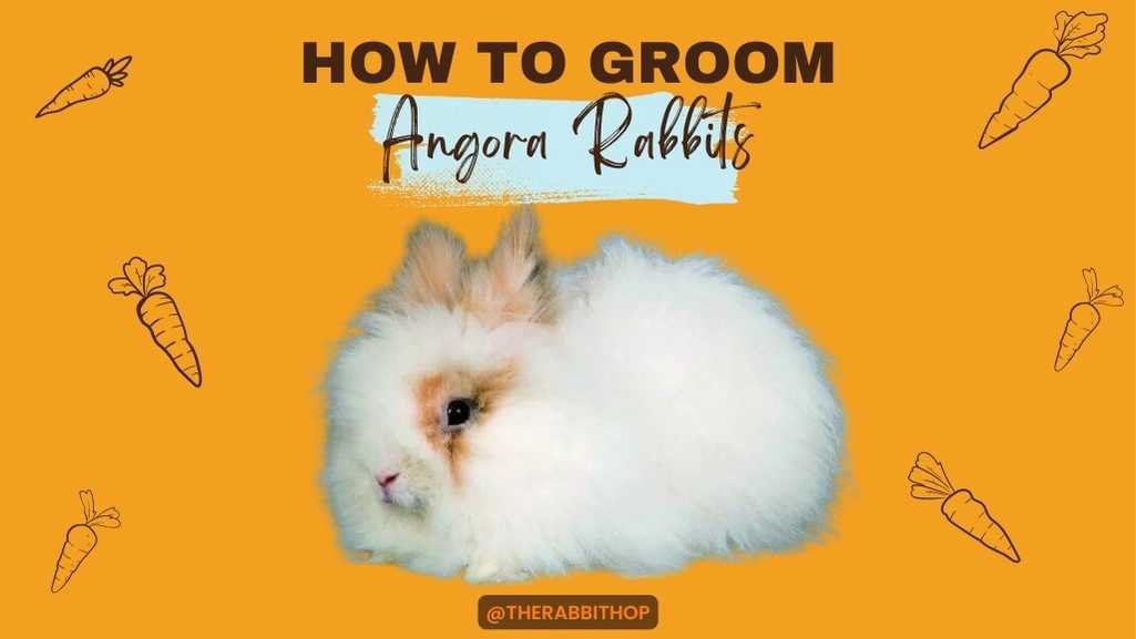 How to Groom Angora Rabbits