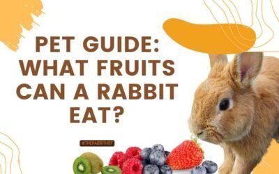 Pet Guide: What Fruits Can A Rabbit Eat?