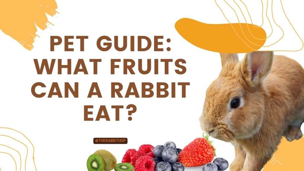 Pet Guide What Fruits Can A Rabbit Eat?