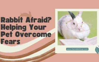 Rabbit Afraid? Helping Your Pet Overcome Fears