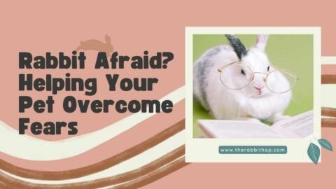 Title-Rabbit Afraid Helping Your Pet Overcome Fears