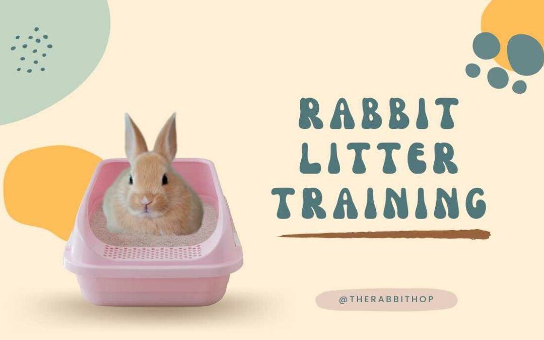 Litter Train Your Rabbit- Easy Tips - The Rabbit Hop