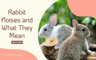 Rabbit Noises and What They Mean