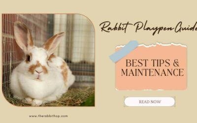 Rabbit Playpen Guide: Best Tips & Maintenance