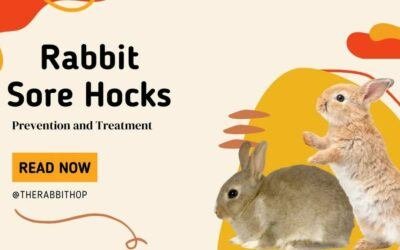 Rabbit Sore Hocks – Prevention and Treatment