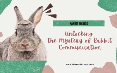 Rabbit Sounds, Unlocking the Mystery of Rabbit Communication