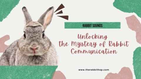 Titlte-Rabbit Sounds, Unlocking the Mystery of Rabbit Communication