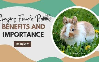Spaying Female Rabbits – Benefits and Importance