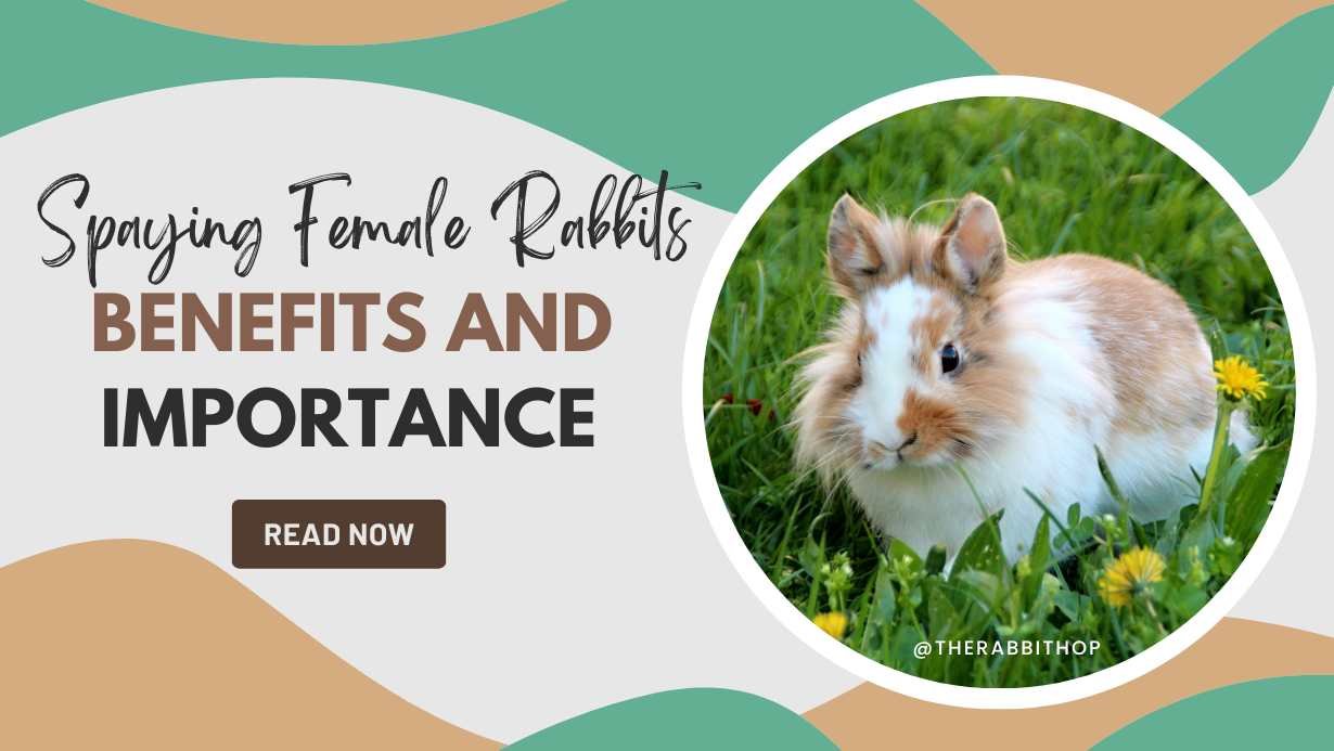 Spaying Female Rabbits - Benefits and Importance - The Rabbit Hop