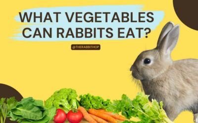 What Vegetables Can Rabbits Eat?