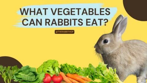 What Vegetables Can Rabbits Eat? - The Rabbit Hop