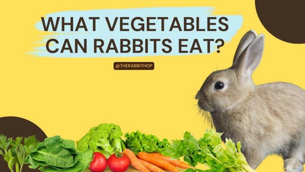 What Vegetables Can Rabbits Eat? The Rabbit Hop