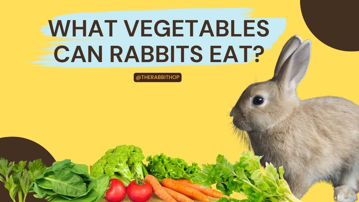 What Vegetables Can Rabbits Eat? - The Rabbit Hop