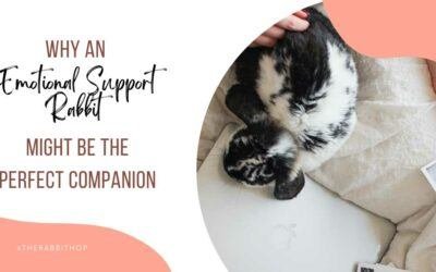 Why an Emotional Support Rabbit Might Be the Perfect Companion for You