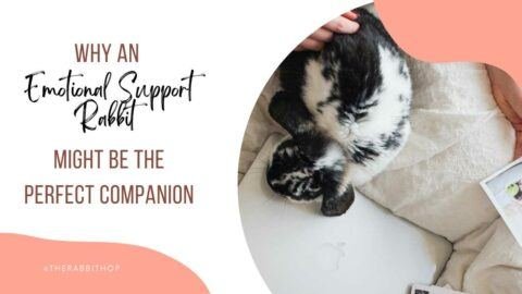 Title-Why an Emotional Support Rabbit Might Be the Perfect Companion