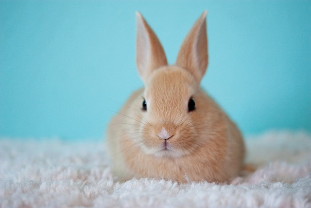 litter train a rabbit litter train a rabbit, young rabbit