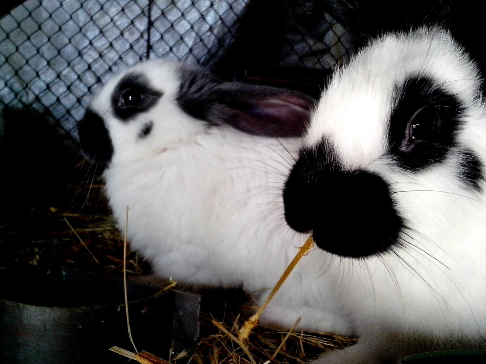 Two Rabbits Can Get Scared Too rabbit afraid