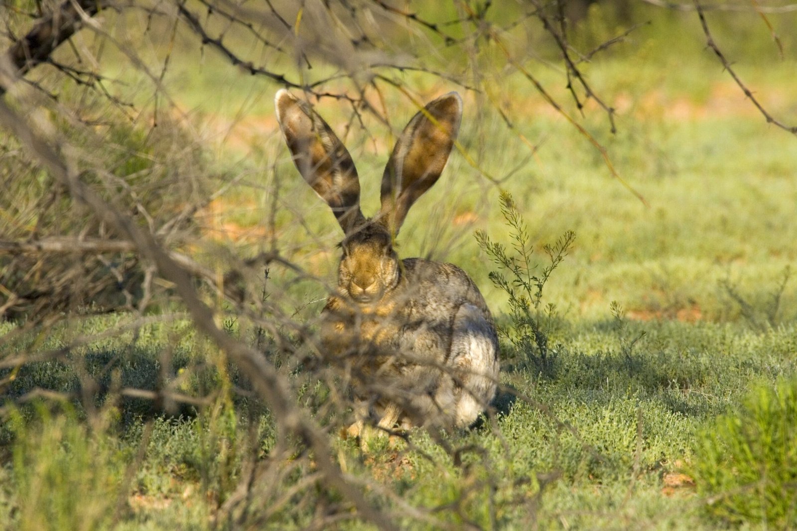 rabbit afraid