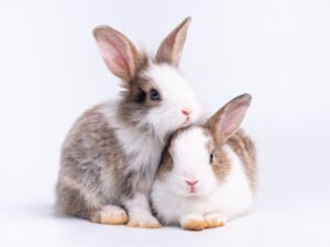 keeping females rabbits together